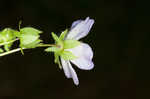 Largeflower baby blue eyes